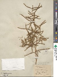 Aruncus dioicus image