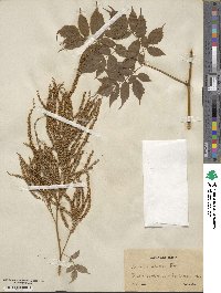 Aruncus dioicus image