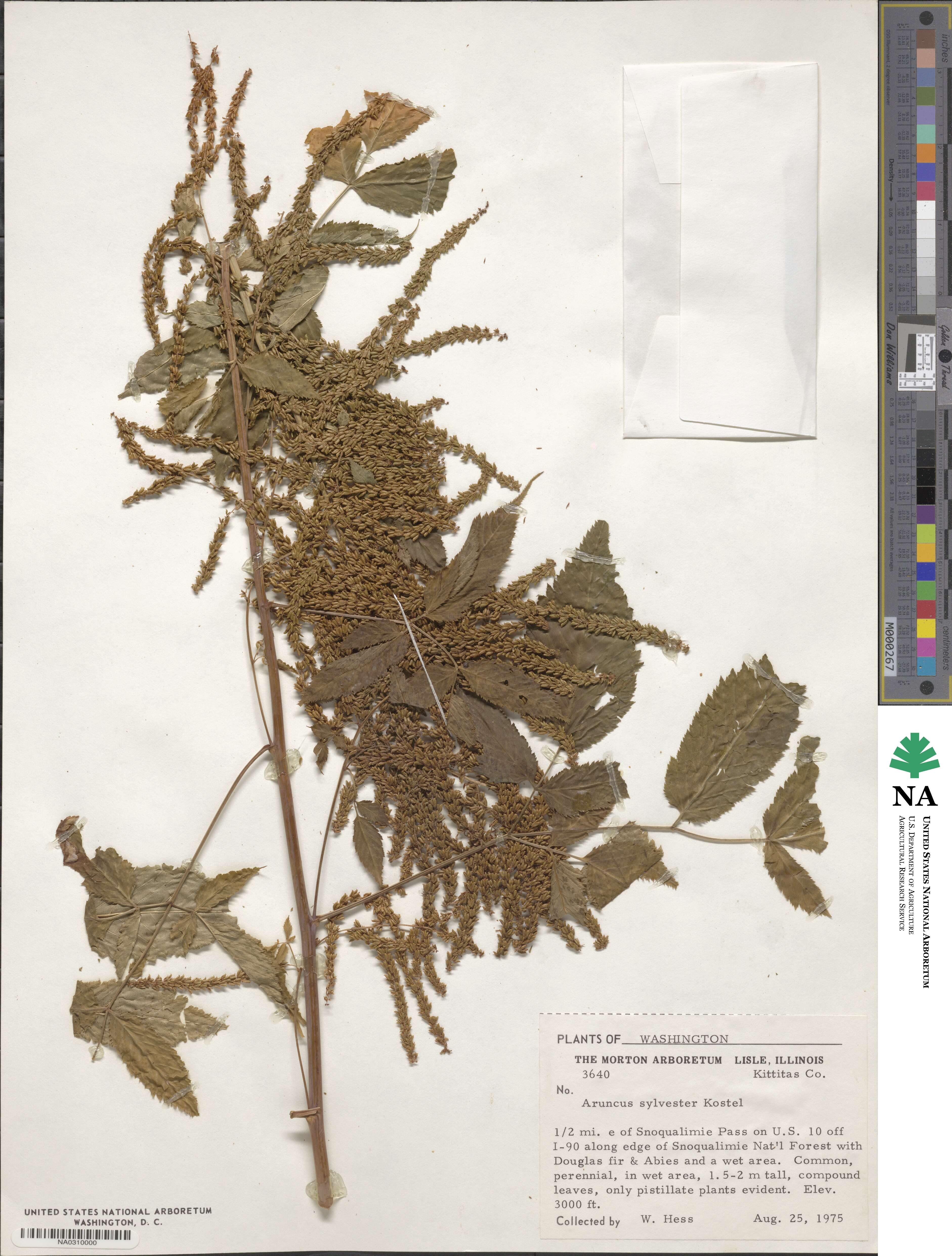 Aruncus dioicus var. kamtschaticus image