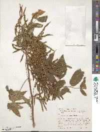 Aruncus dioicus image