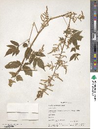 Aruncus dioicus image