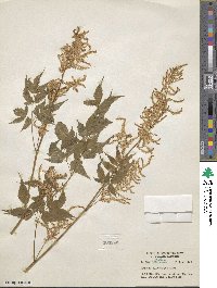 Aruncus dioicus image