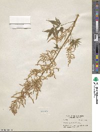 Aruncus dioicus var. kamtschaticus image