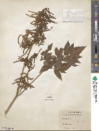 Aruncus dioicus image