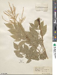 Aruncus dioicus image