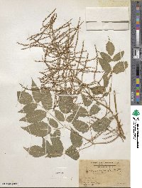 Aruncus dioicus image