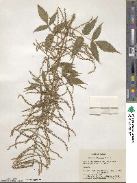 Aruncus dioicus var. kamtschaticus image