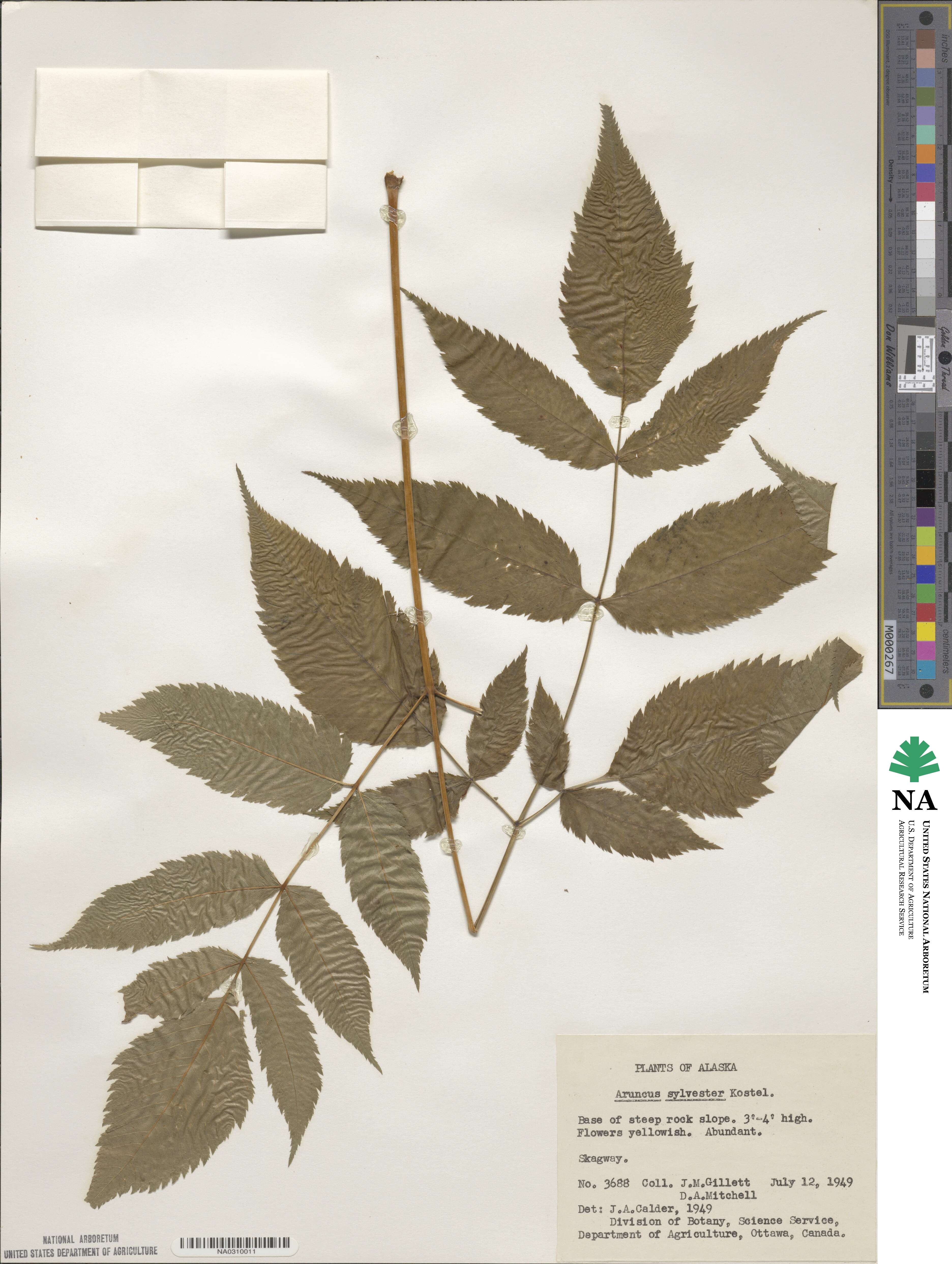 Aruncus dioicus image