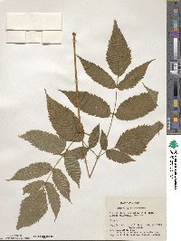 Aruncus dioicus image