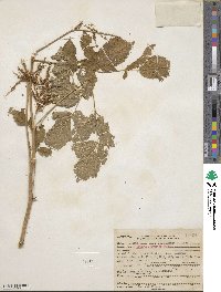 Aruncus dioicus image