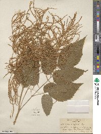 Aruncus dioicus image