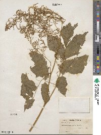 Aruncus dioicus var. kamtschaticus image