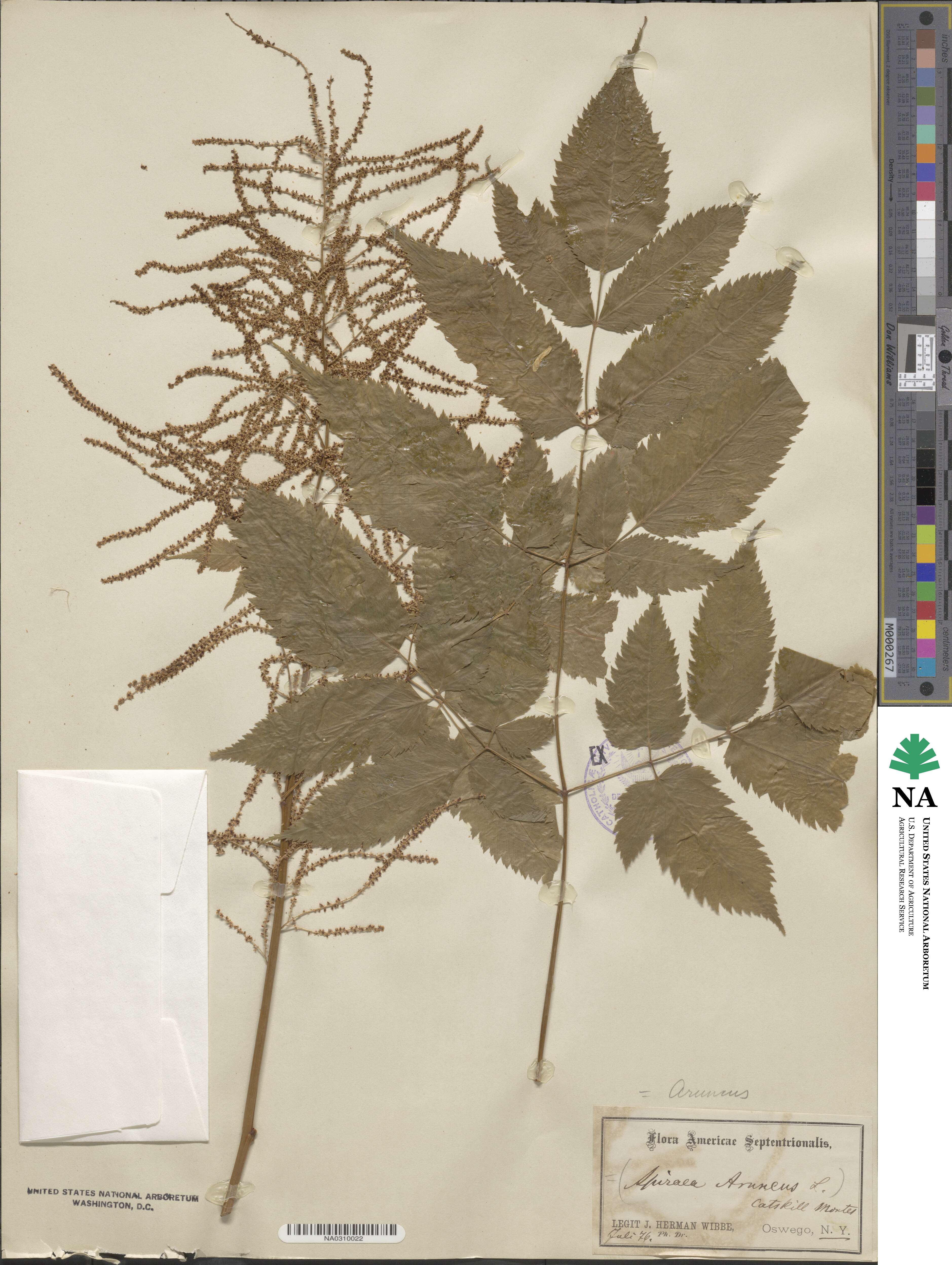 Aruncus image