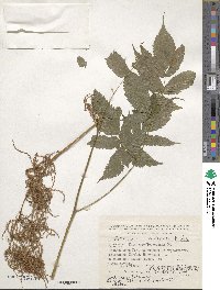 Aruncus dioicus image