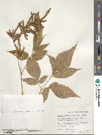 Aruncus dioicus image