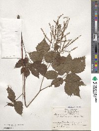 Aruncus dioicus image