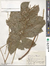 Aruncus dioicus image