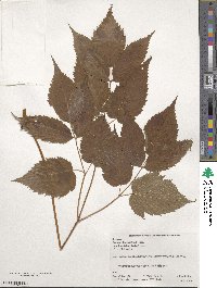 Aruncus dioicus image