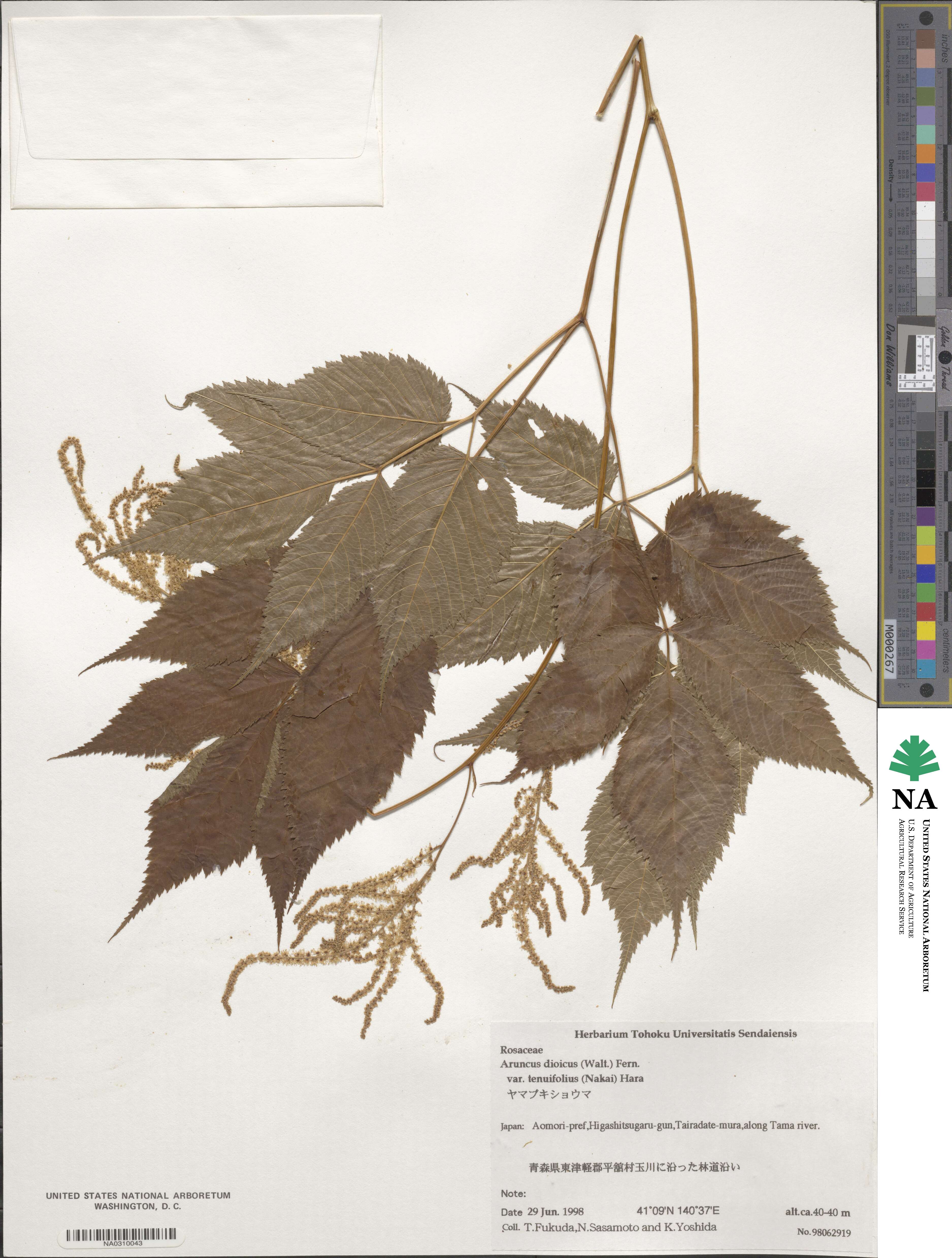 Aruncus dioicus var. kamtschaticus image