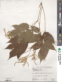 Aruncus dioicus image