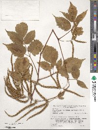 Aruncus dioicus image