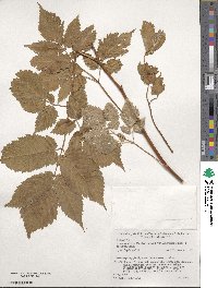 Aruncus dioicus var. kamtschaticus image