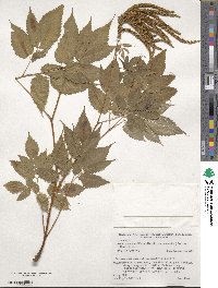 Aruncus dioicus image