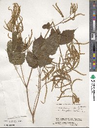 Aruncus dioicus var. kamtschaticus image