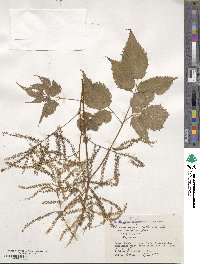 Aruncus dioicus image