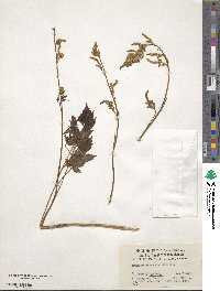 Aruncus dioicus var. kamtschaticus image