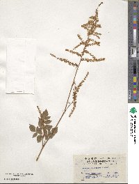 Aruncus dioicus var. kamtschaticus image