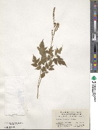 Aruncus dioicus image