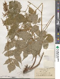 Aruncus dioicus var. kamtschaticus image