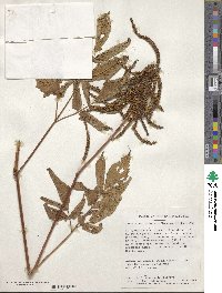 Aruncus dioicus var. kamtschaticus image