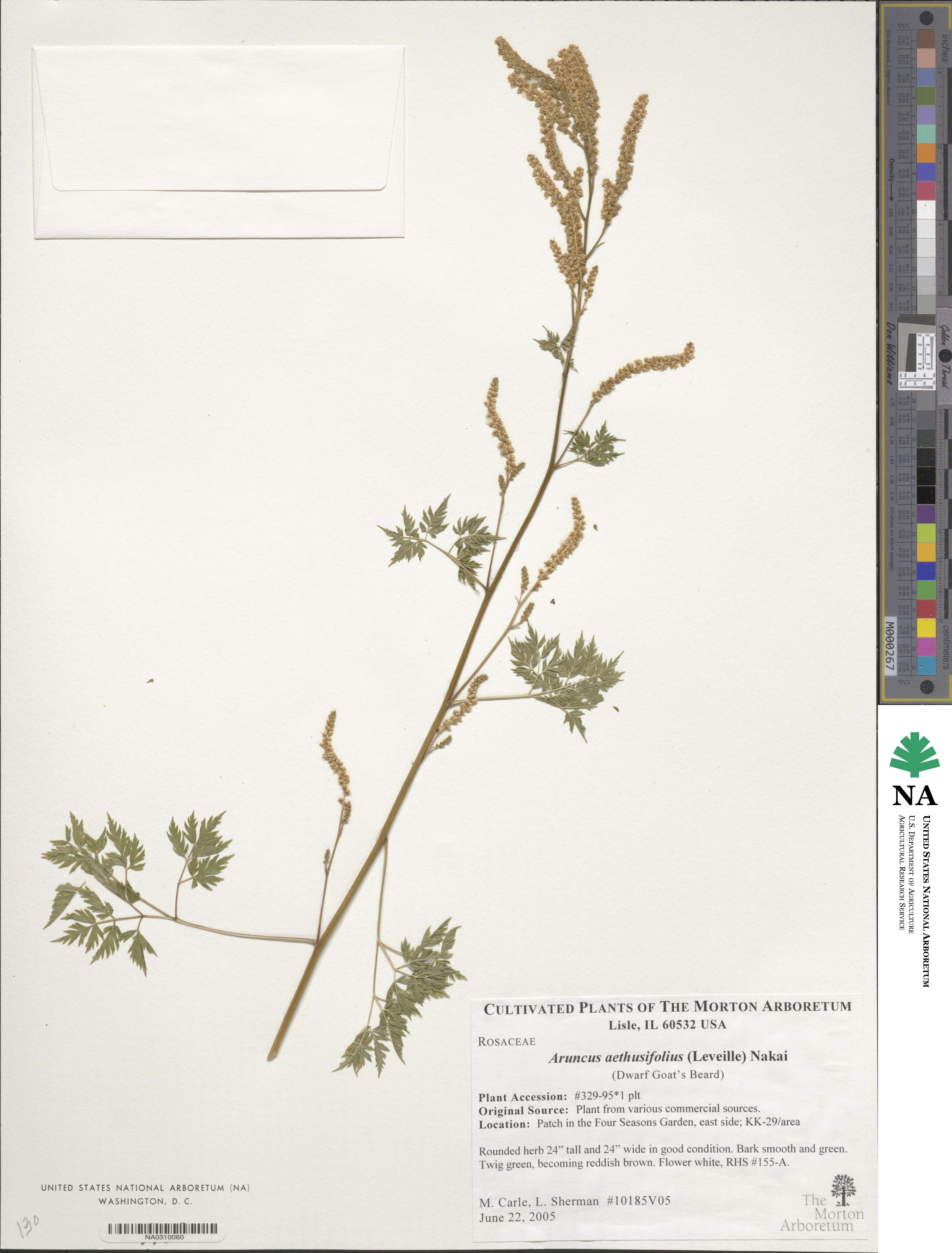 Aruncus dioicus var. kamtschaticus image