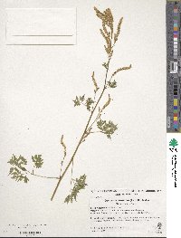 Aruncus dioicus image