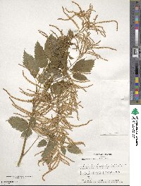 Aruncus dioicus image