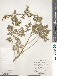 Aruncus dioicus image