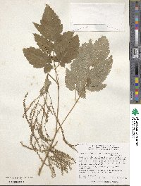 Aruncus dioicus image