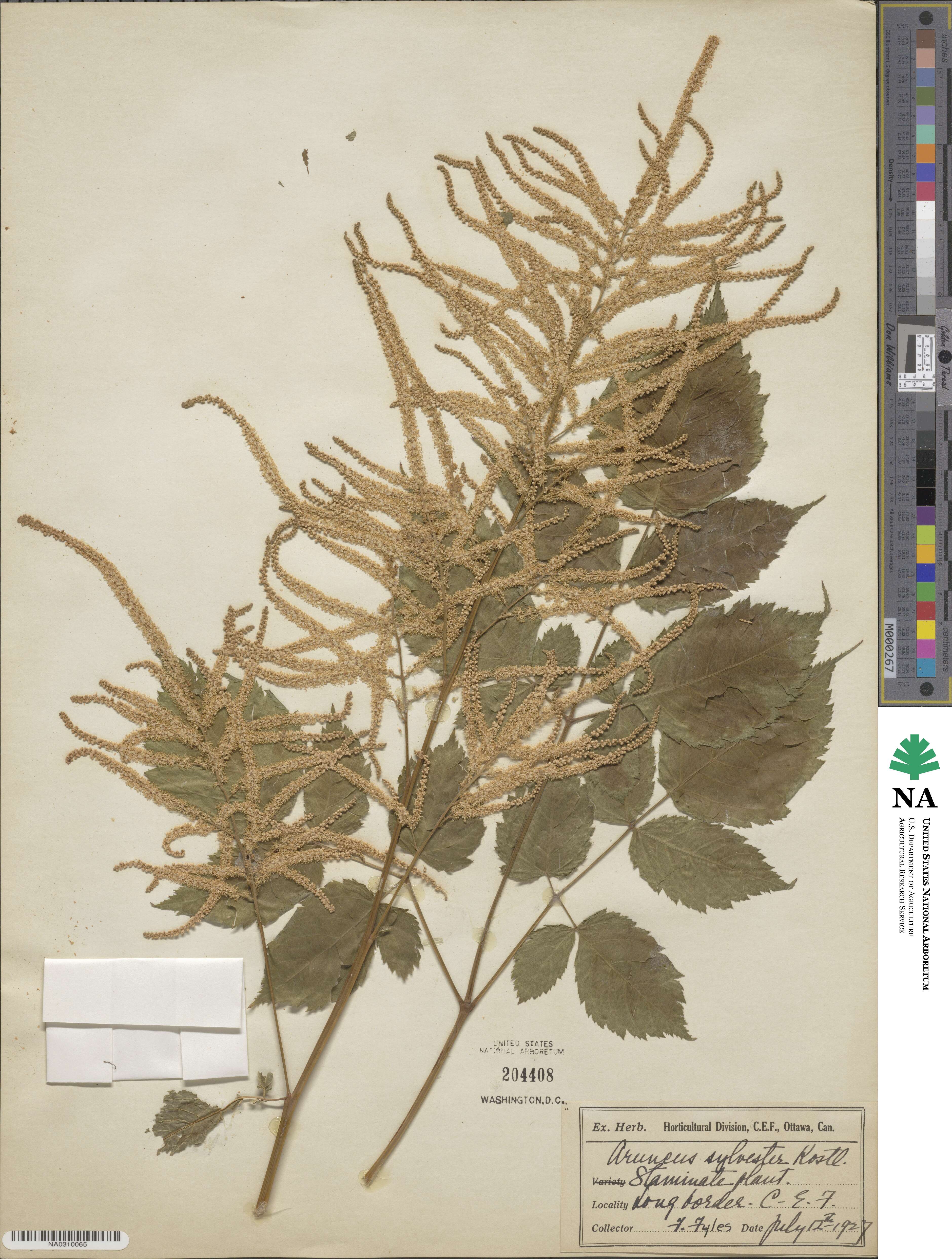 Aruncus dioicus var. kamtschaticus image