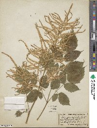 Aruncus dioicus var. kamtschaticus image