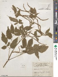 Aruncus dioicus image