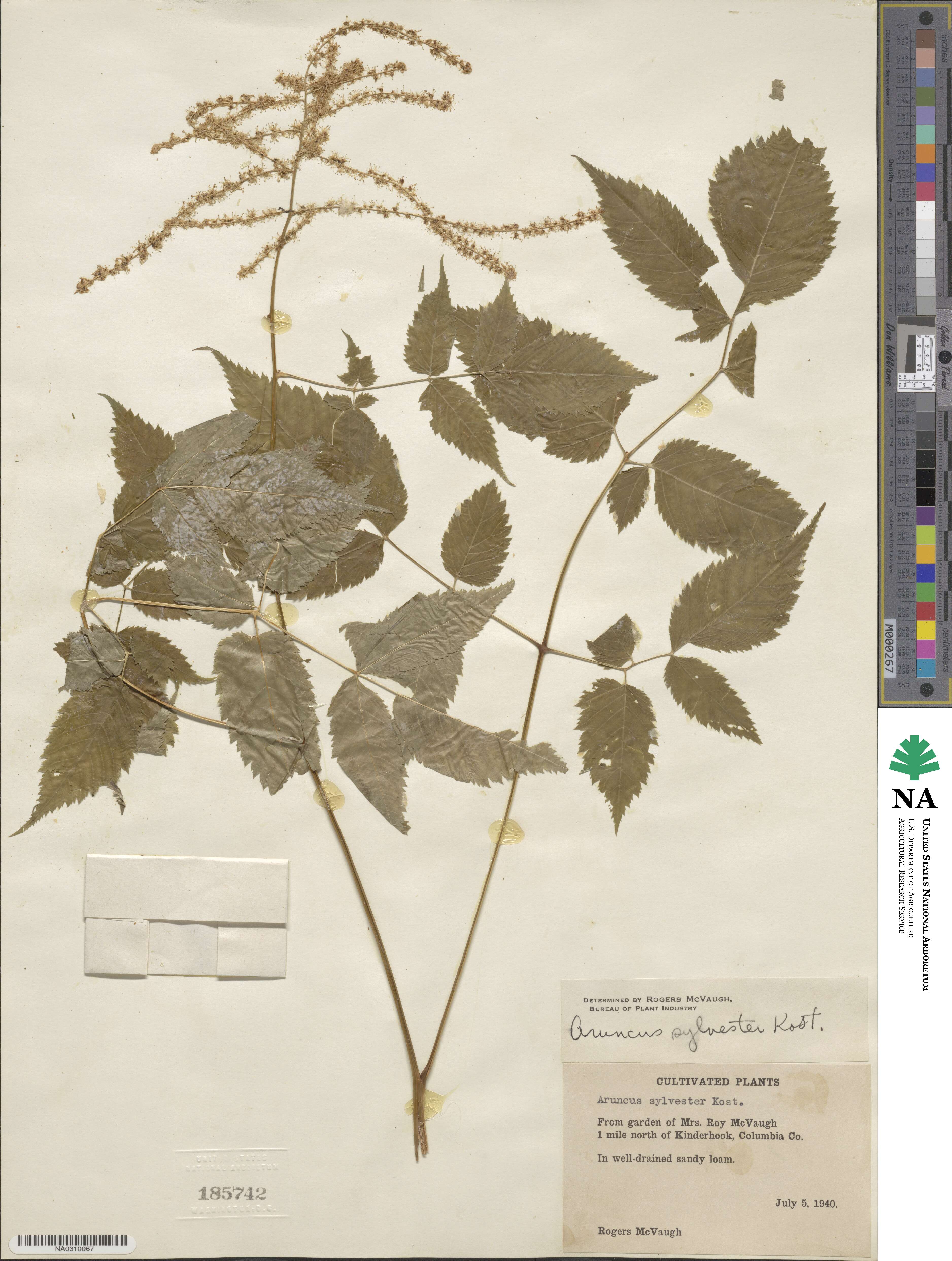 Aruncus dioicus image