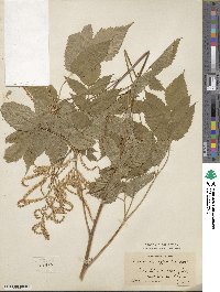 Aruncus dioicus image