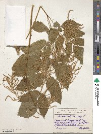 Aruncus dioicus image