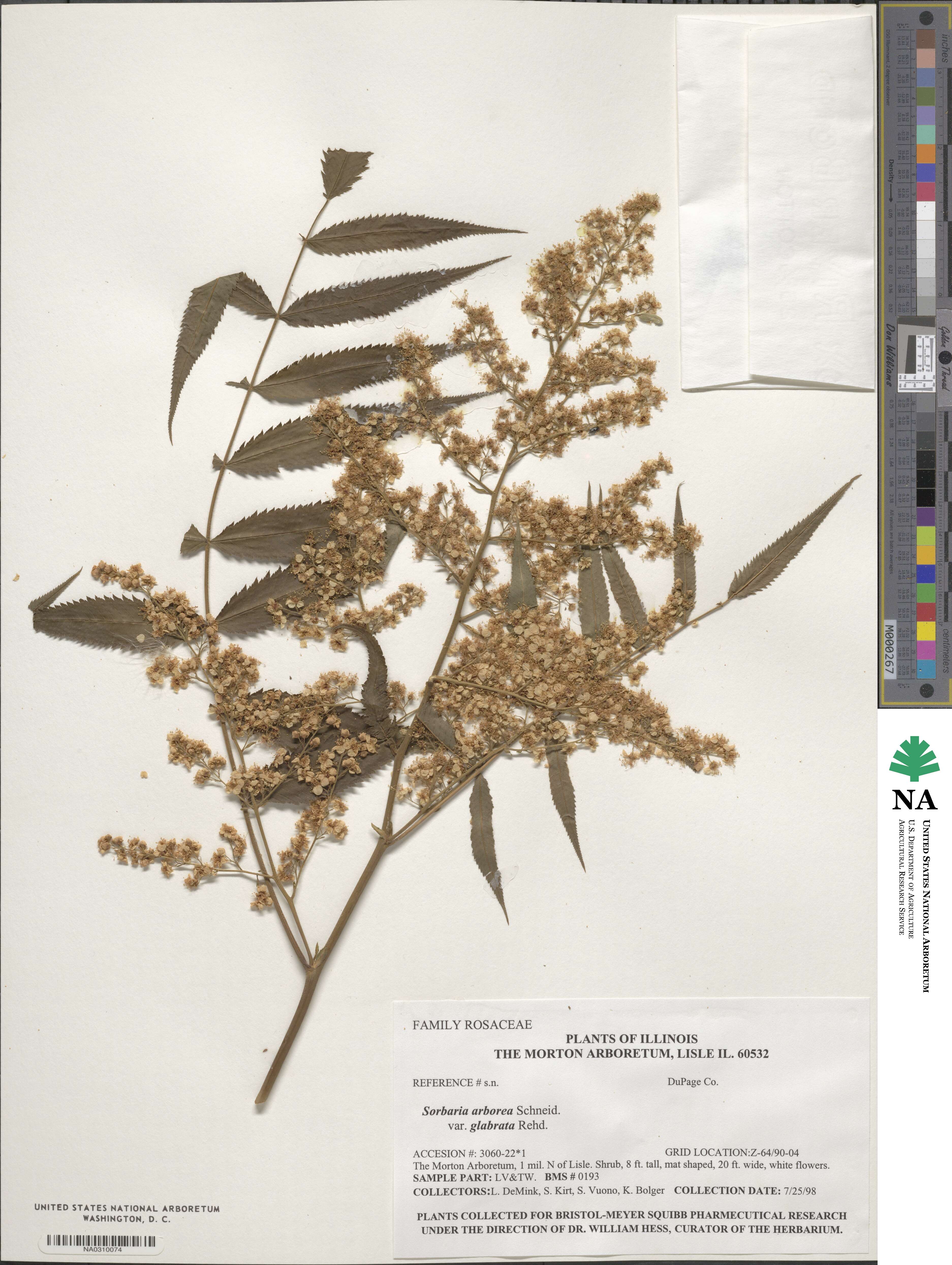 Sorbaria kirilowii var. arborea image