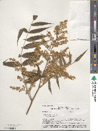 Sorbaria kirilowii image