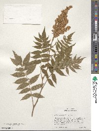 Sorbaria sorbifolia image