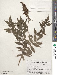 Sorbaria sorbifolia image