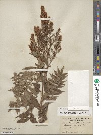 Sorbaria sorbifolia image